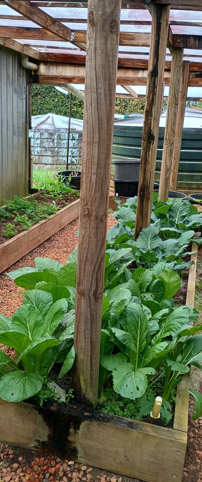 Organic Slug Control in the Garden.